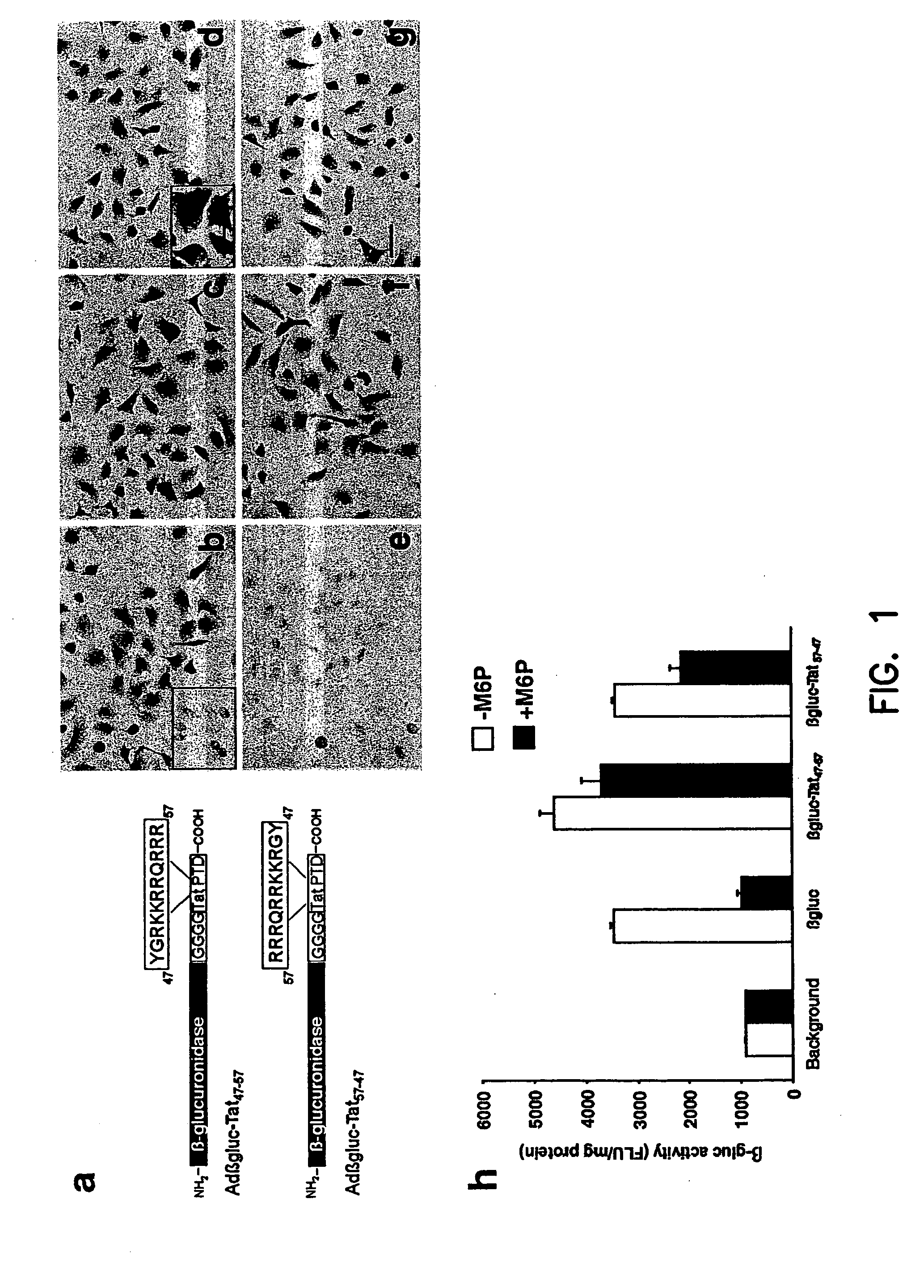 PTD-modified proteins