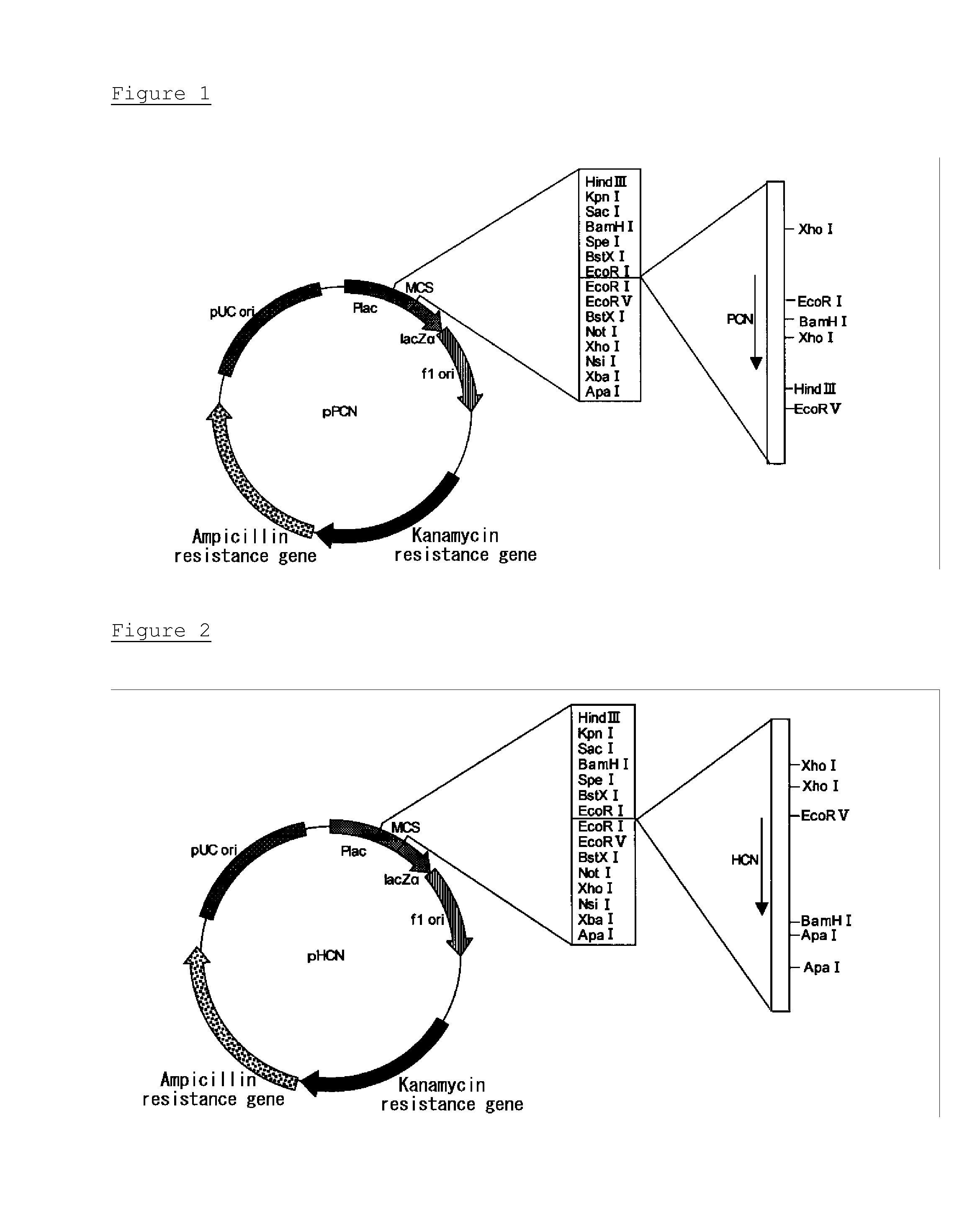 Thermostable catalase