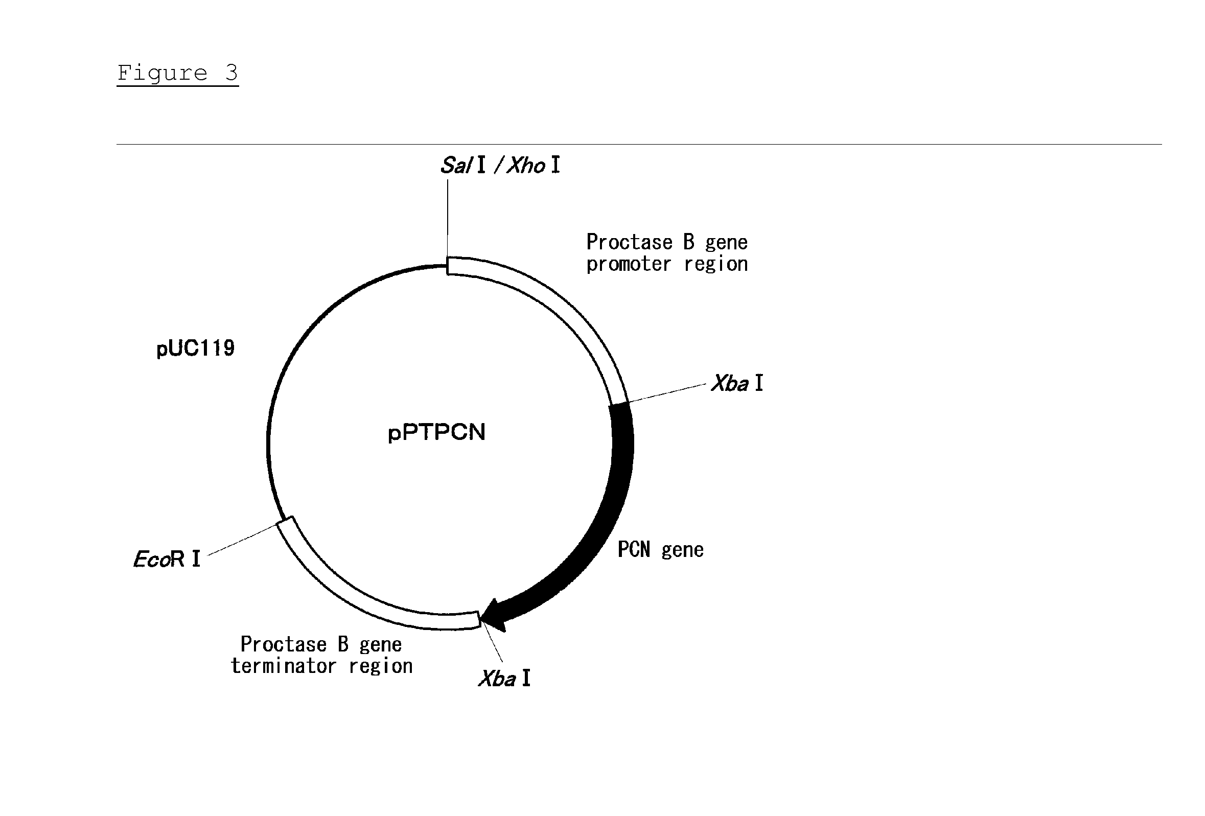 Thermostable catalase