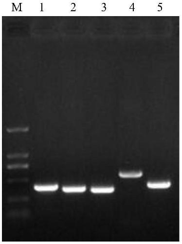 Nucleic acids and method for synchronous detection and distinguishing of five canine diarrhea viruses and kit