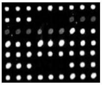 Nucleic acids and method for synchronous detection and distinguishing of five canine diarrhea viruses and kit