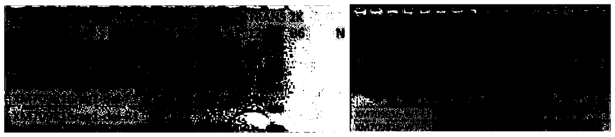 Preparation method of Rag1 gene defect animal model and application thereof