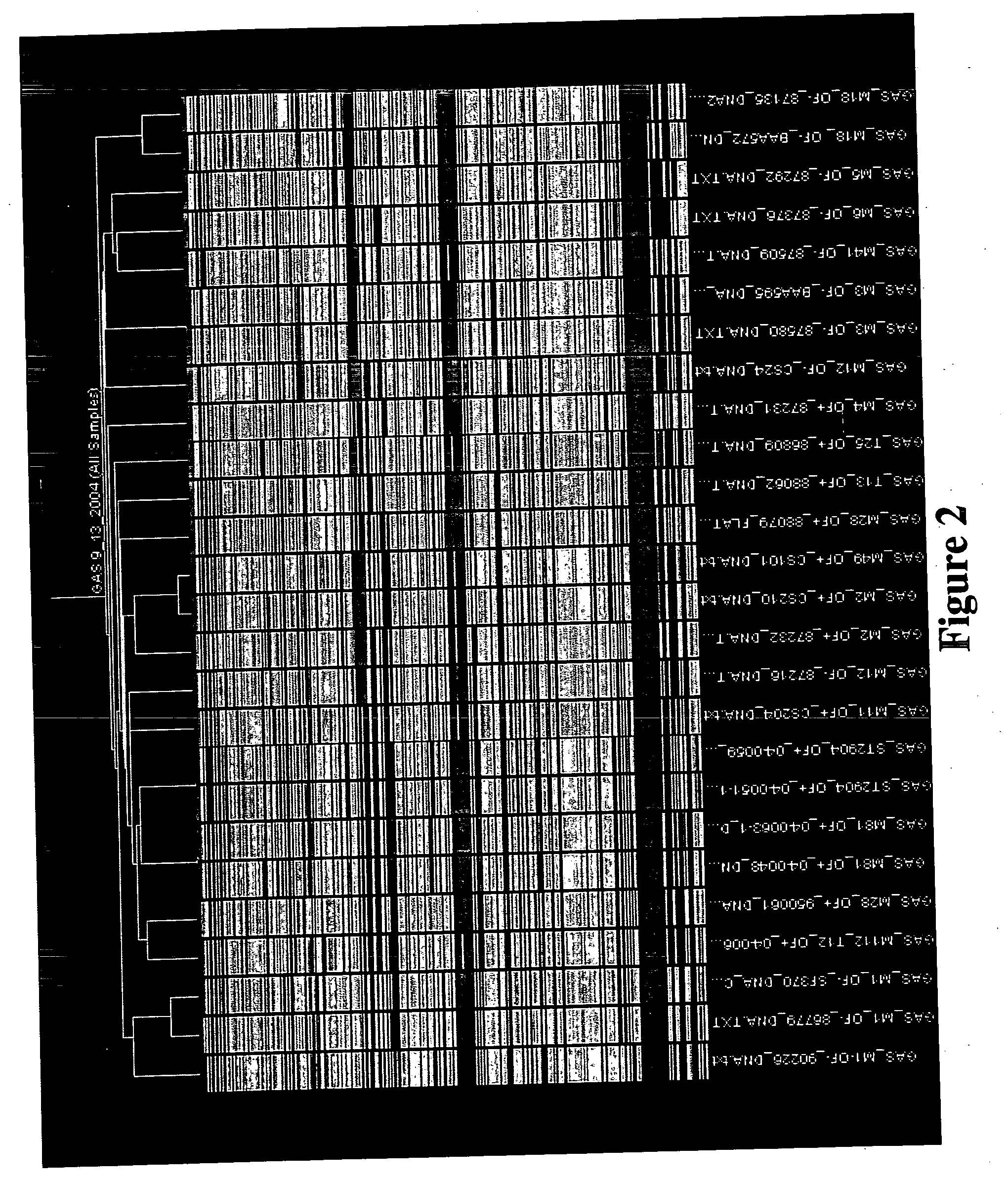 Probe arrays for detecting multiple strains of different species