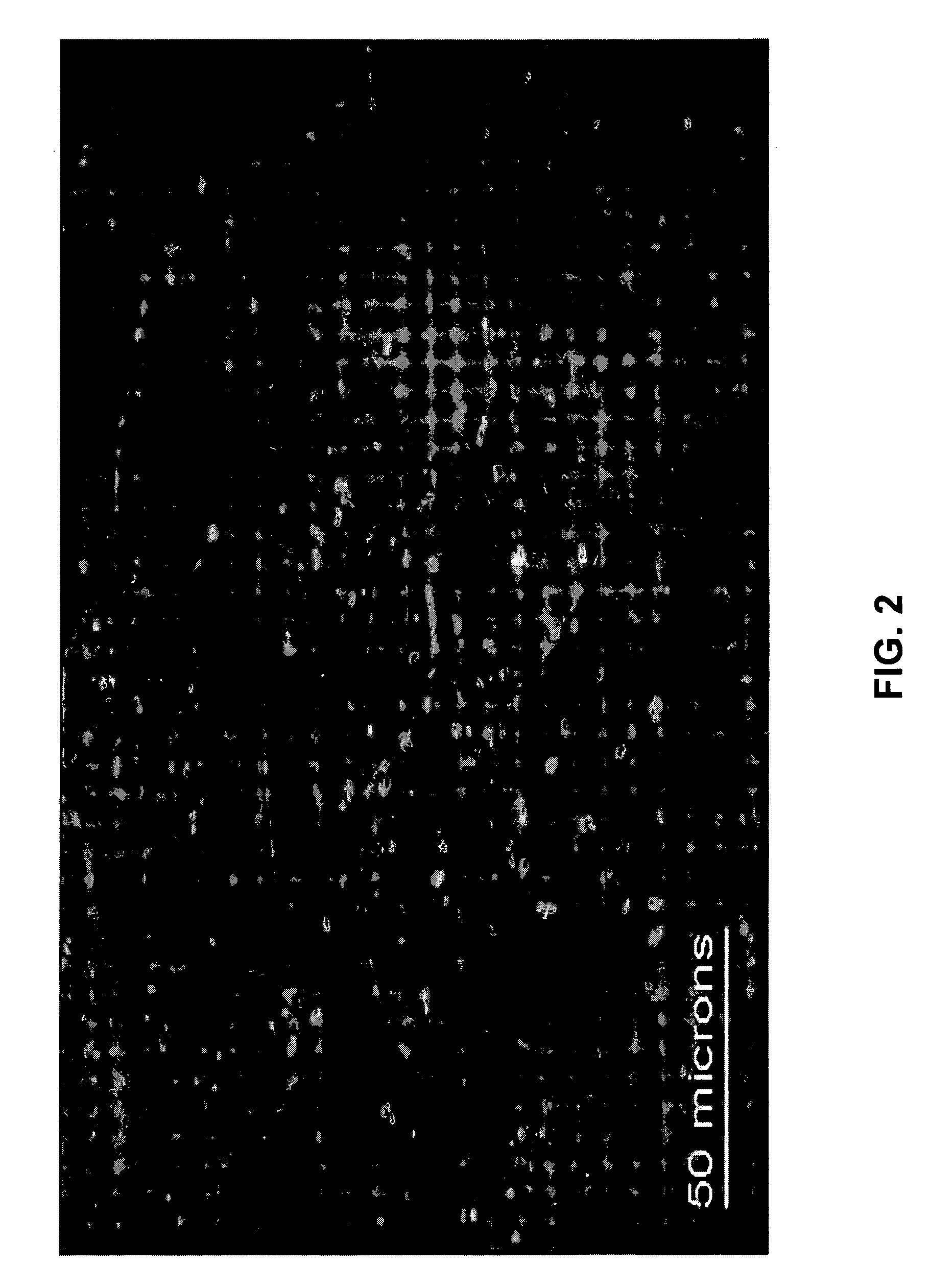 Microgravity bioreactor systems for production of bioactive compounds and biological macromolecules