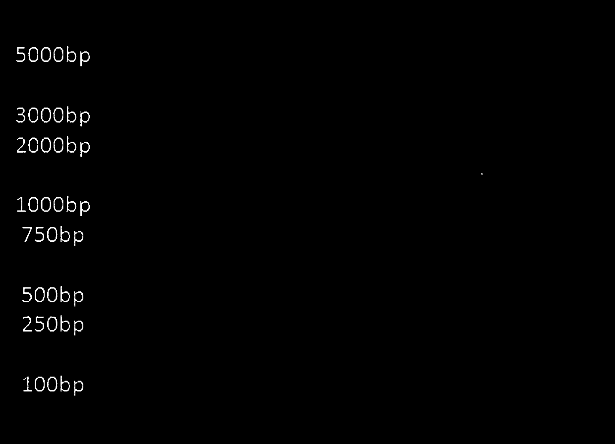 Heat shock transcription factor gene TaHsfA2i of wheat, and encoded protein, and application of heat shock transcription factor gene TaHsfA2i