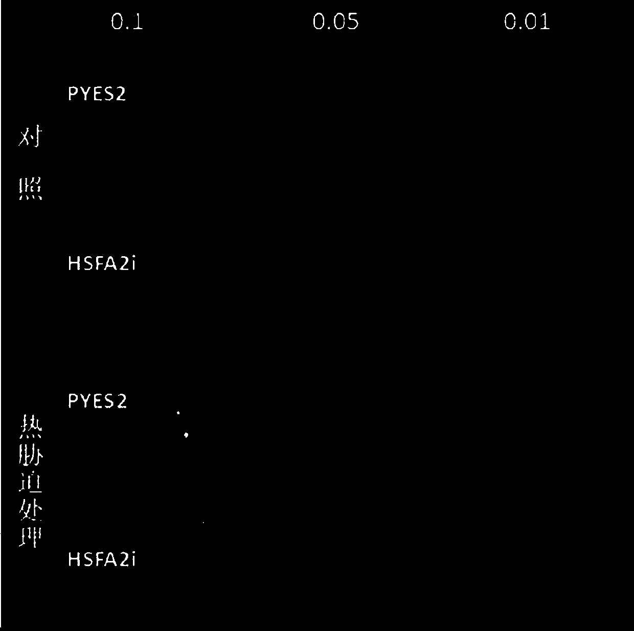 Heat shock transcription factor gene TaHsfA2i of wheat, and encoded protein, and application of heat shock transcription factor gene TaHsfA2i