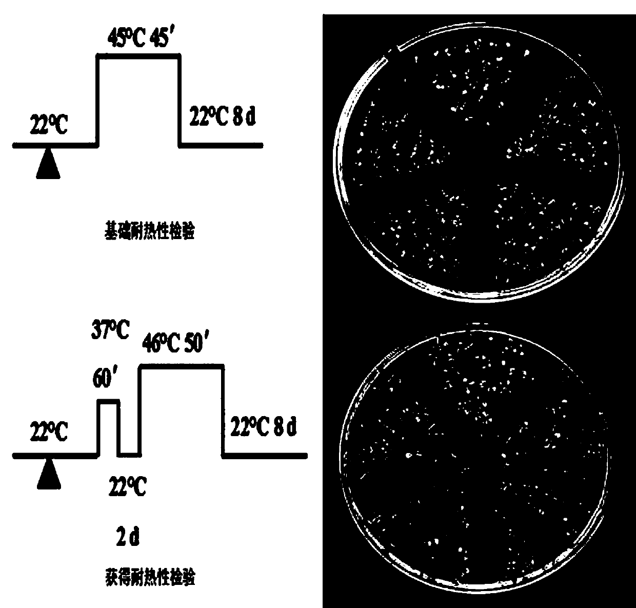 Heat shock transcription factor gene TaHsfA2i of wheat, and encoded protein, and application of heat shock transcription factor gene TaHsfA2i