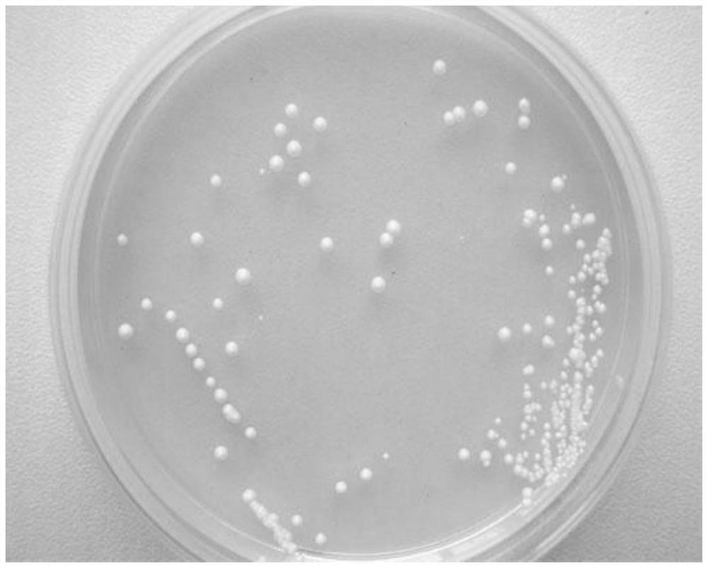 Hansenula anomalies sy1805 and its application in the preparation of mulberry borer attractant