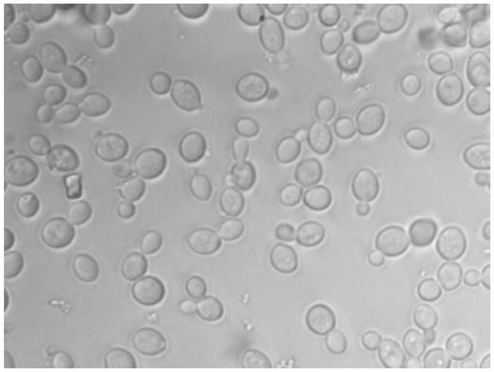 Hansenula anomalies sy1805 and its application in the preparation of mulberry borer attractant