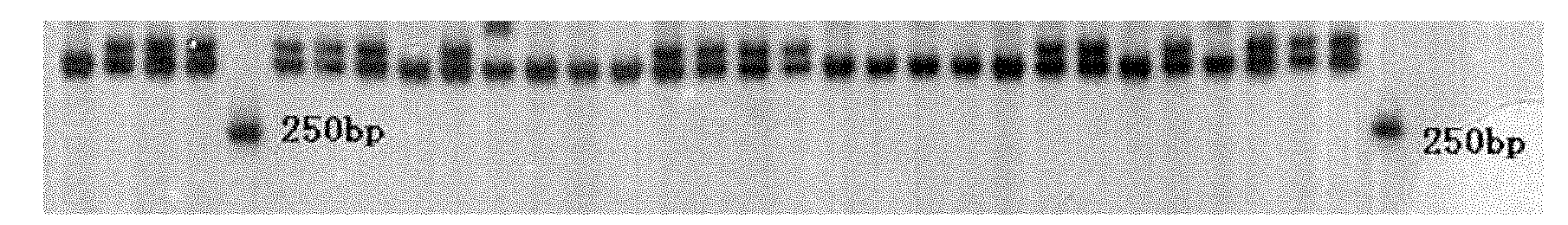 Method for extracting fish genome DNA