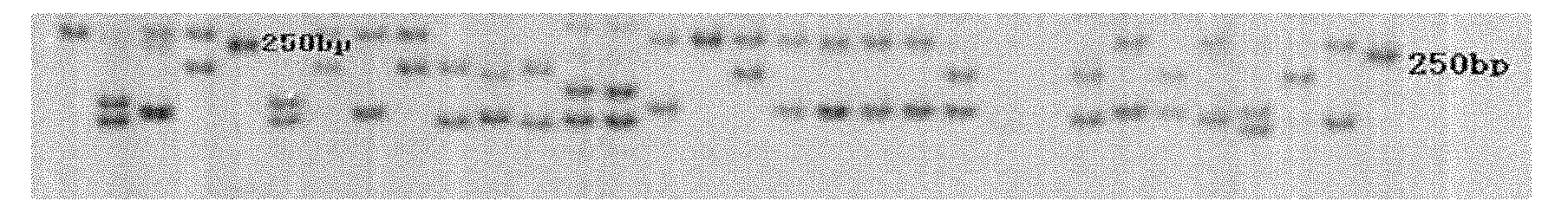 Method for extracting fish genome DNA