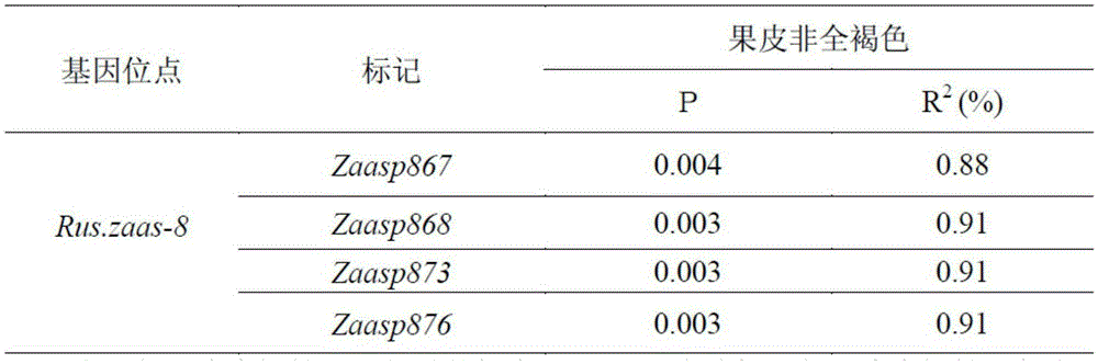 Molecular marker of peel full-brown trait gene locus of Chinese 'Qingxiang'-variety pears and screening method of molecular marker