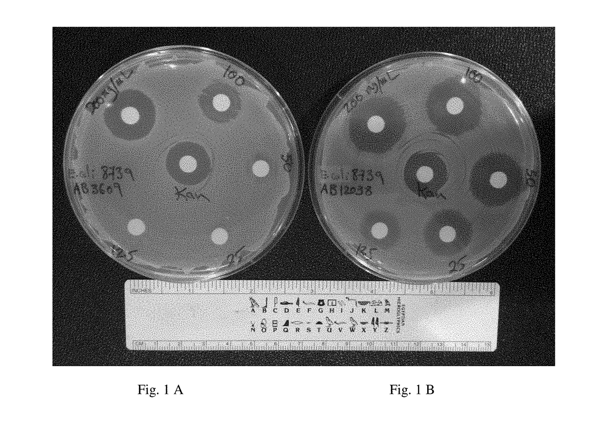 Antibiotic oligopeptide mimetics