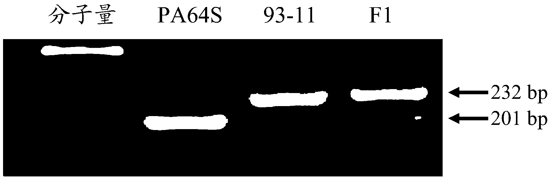 Rice leaf width molecular marker FLW-7 and application thereof