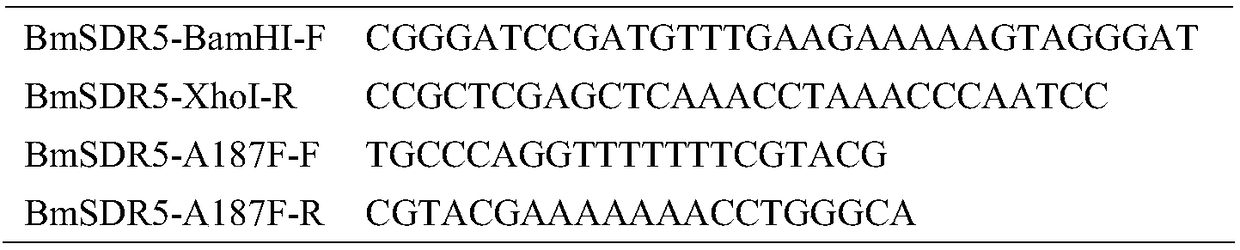 Short-chain dehydrogenase mutant and use thereof