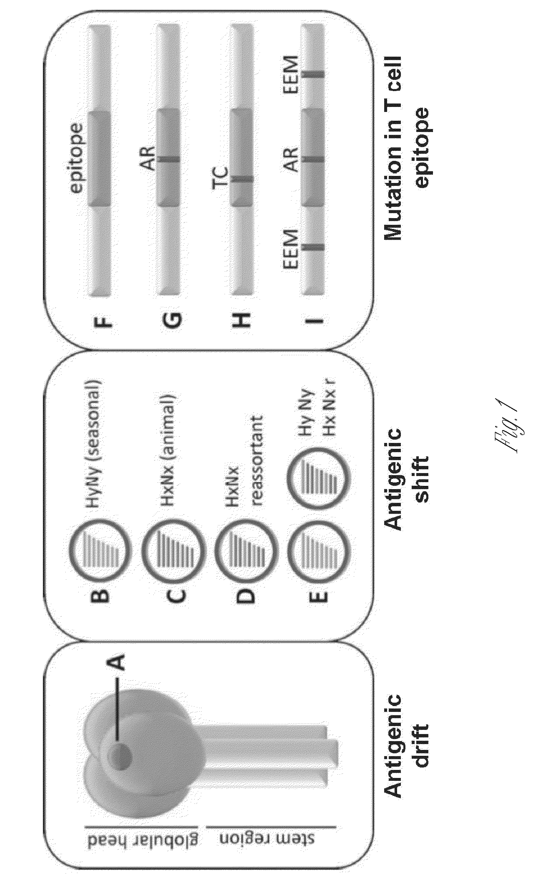 Broadly reactive mosaic peptide for influenza vaccine