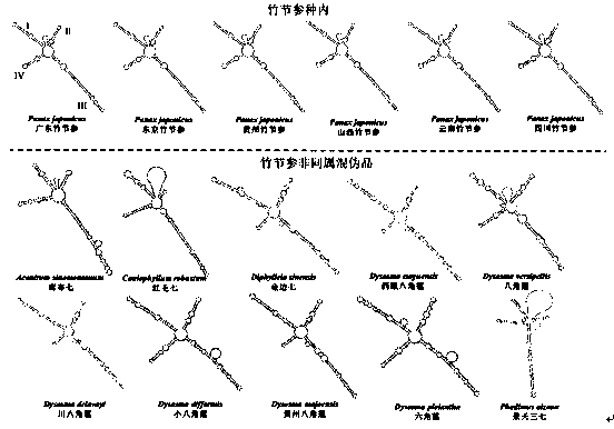 Method for identifying Japanese ginseng rhizomes and non-generic confusion or counterfeit species of Japanese ginseng rhizomes based on ITS2