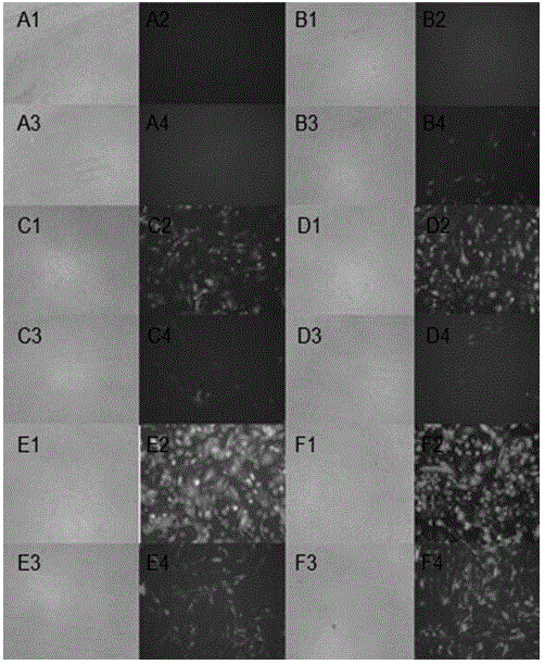 Application of KAP26.1 gene as exogenous gene introduced into cashmere goat cells and used for improving wool fineness