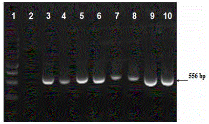 Application of KAP26.1 gene as exogenous gene introduced into cashmere goat cells and used for improving wool fineness