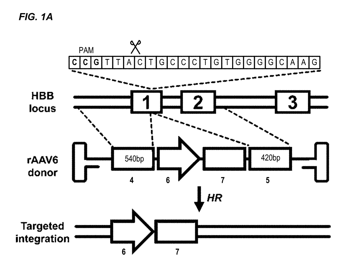 Nuclease-Mediated Genome Editing of Primary Cells and Enrichment Thereof