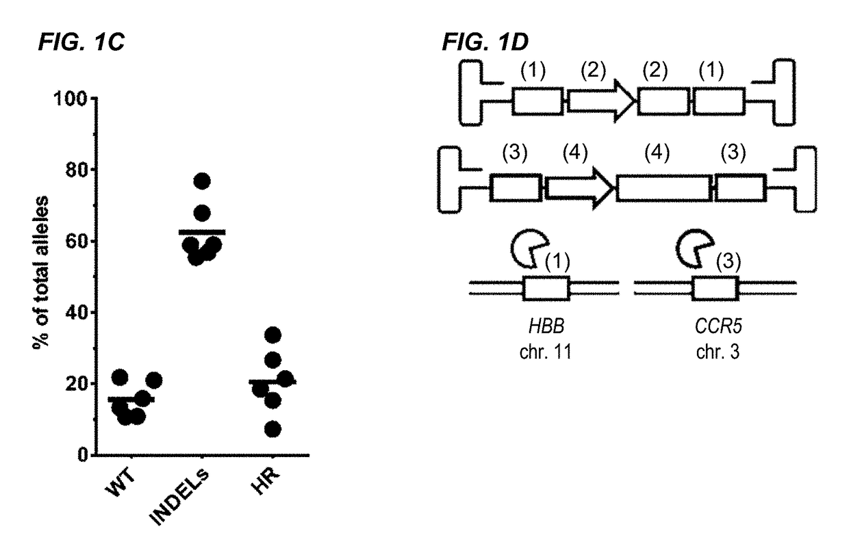 Nuclease-Mediated Genome Editing of Primary Cells and Enrichment Thereof