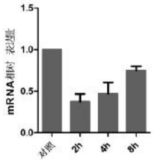 Application of crRNA-mediated CRISPR/Cas13a gene editing system in tumor cells