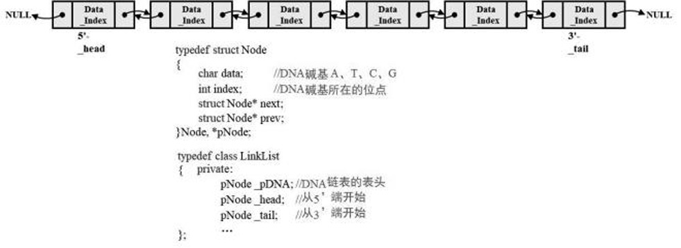 An interactive parametric simulation method of 3D DNA conformation for middle school teaching