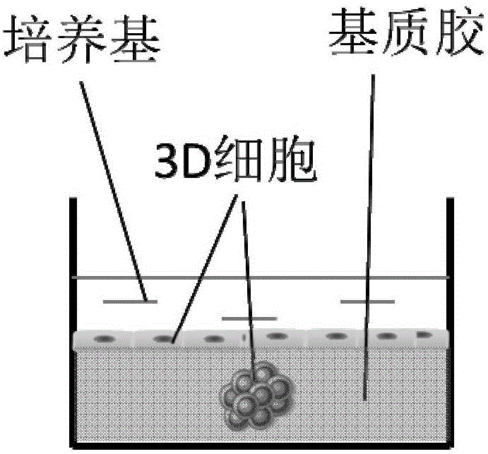 Virus culture method