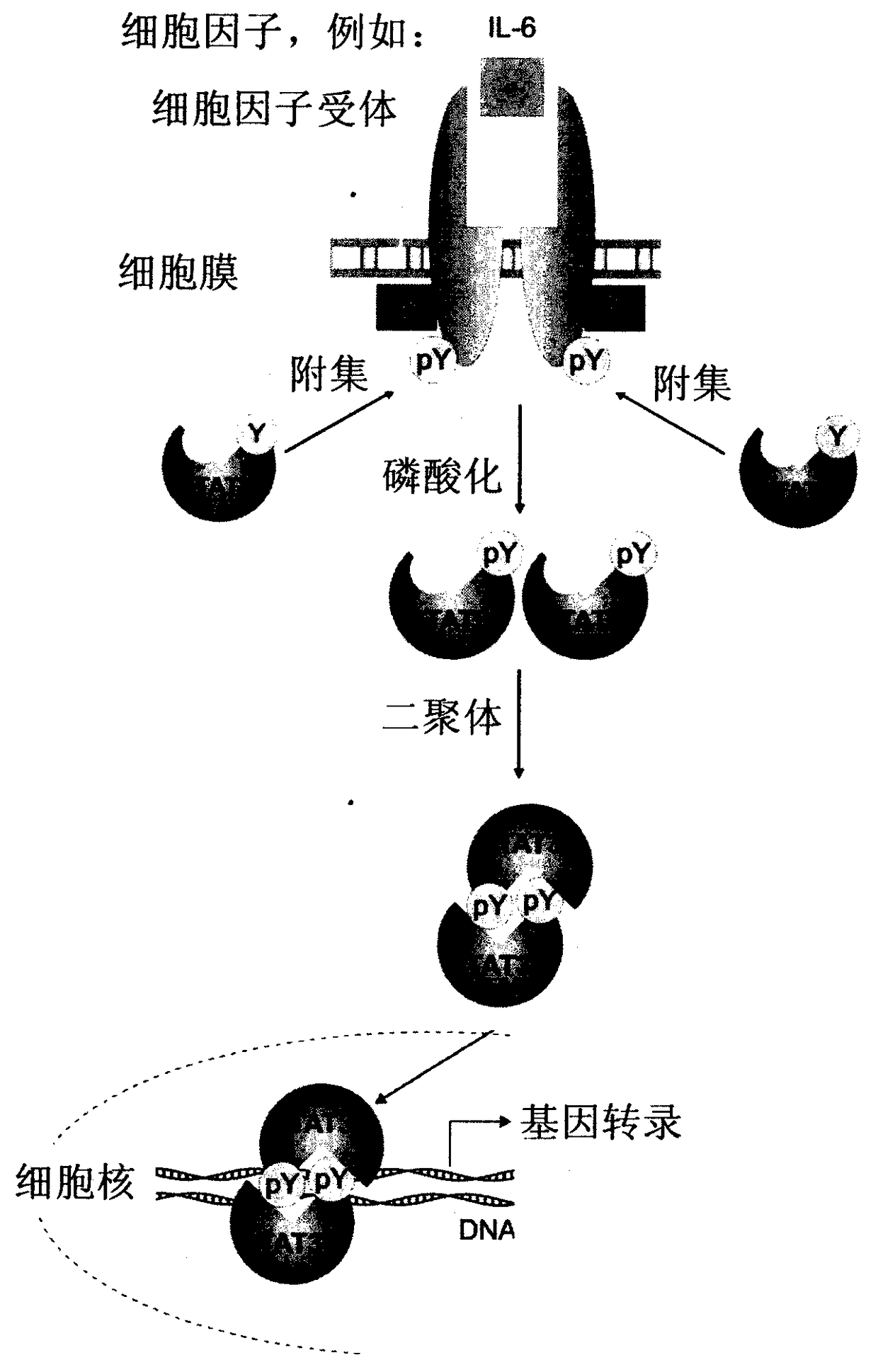 Preparation and uses of a class of novel signal transducer and activator of transcription type3 (STAT3) inhibitors