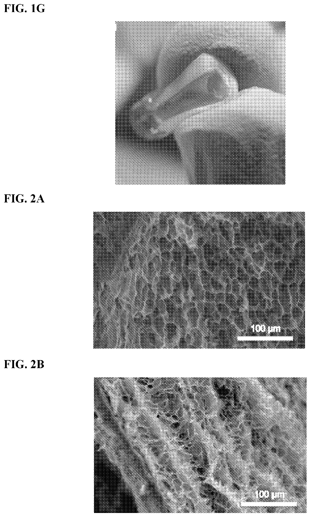 Dental pulp construct