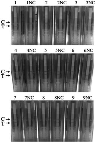 RPA method for detecting 3 type human adenovirus, special primer, probe and application thereof