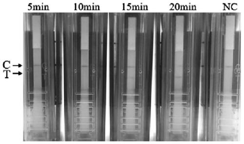 RPA method for detecting 3 type human adenovirus, special primer, probe and application thereof