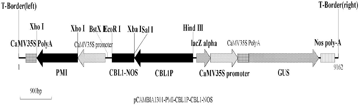 Transformation method of eucalyptus grandis