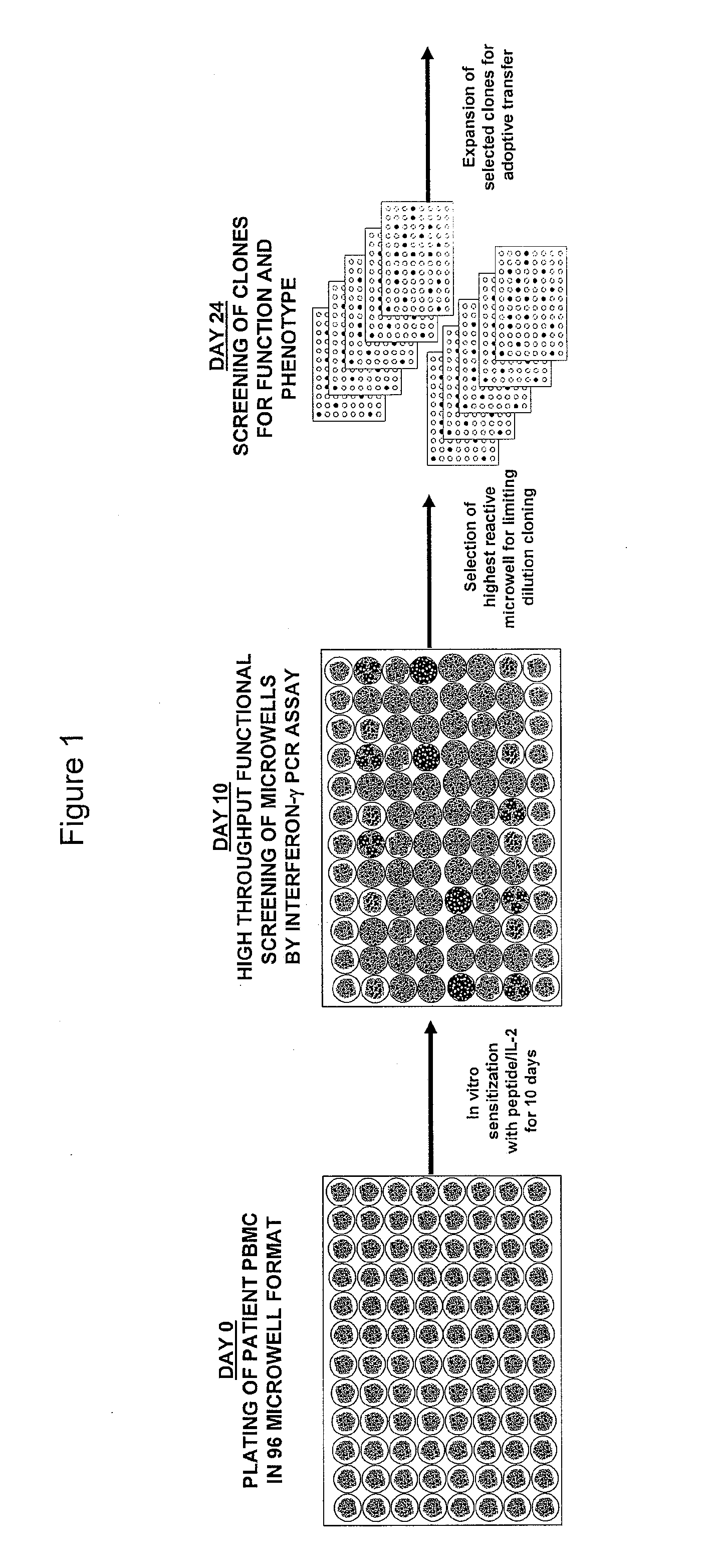 Methods of obtaining antigen-specific T cell populations