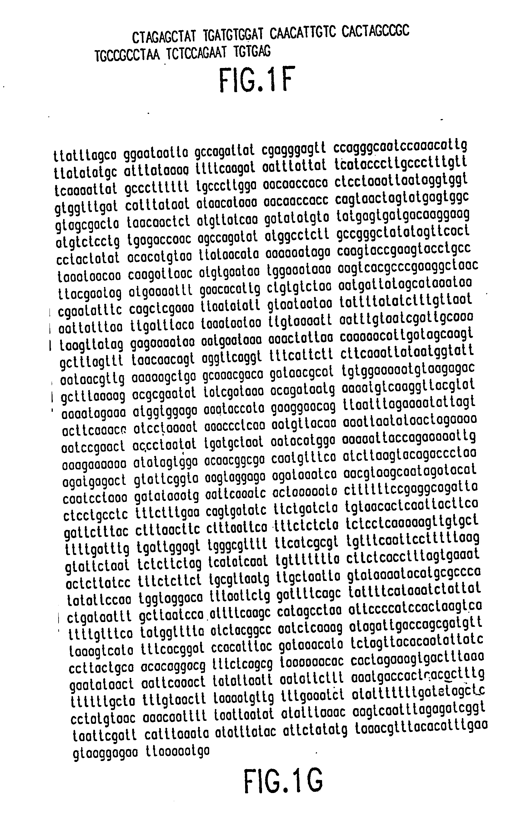 Tissue-specific and pathogens-specific toxic agents, ribozymes, dnazymes and antisense oligonucleotides, and methods of use thereof