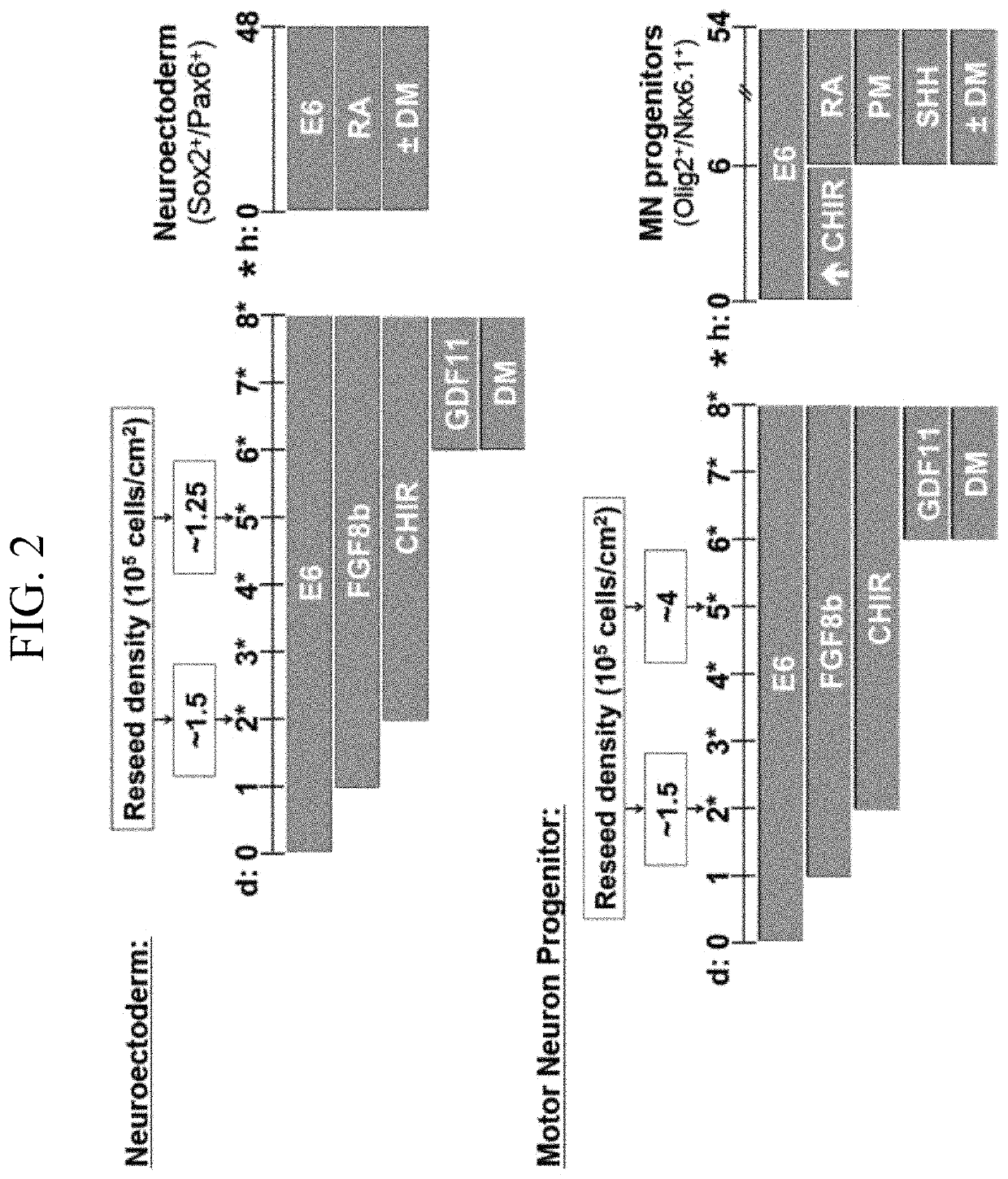 Methods for efficient derivation of human motor neurons from diverse spinal regions