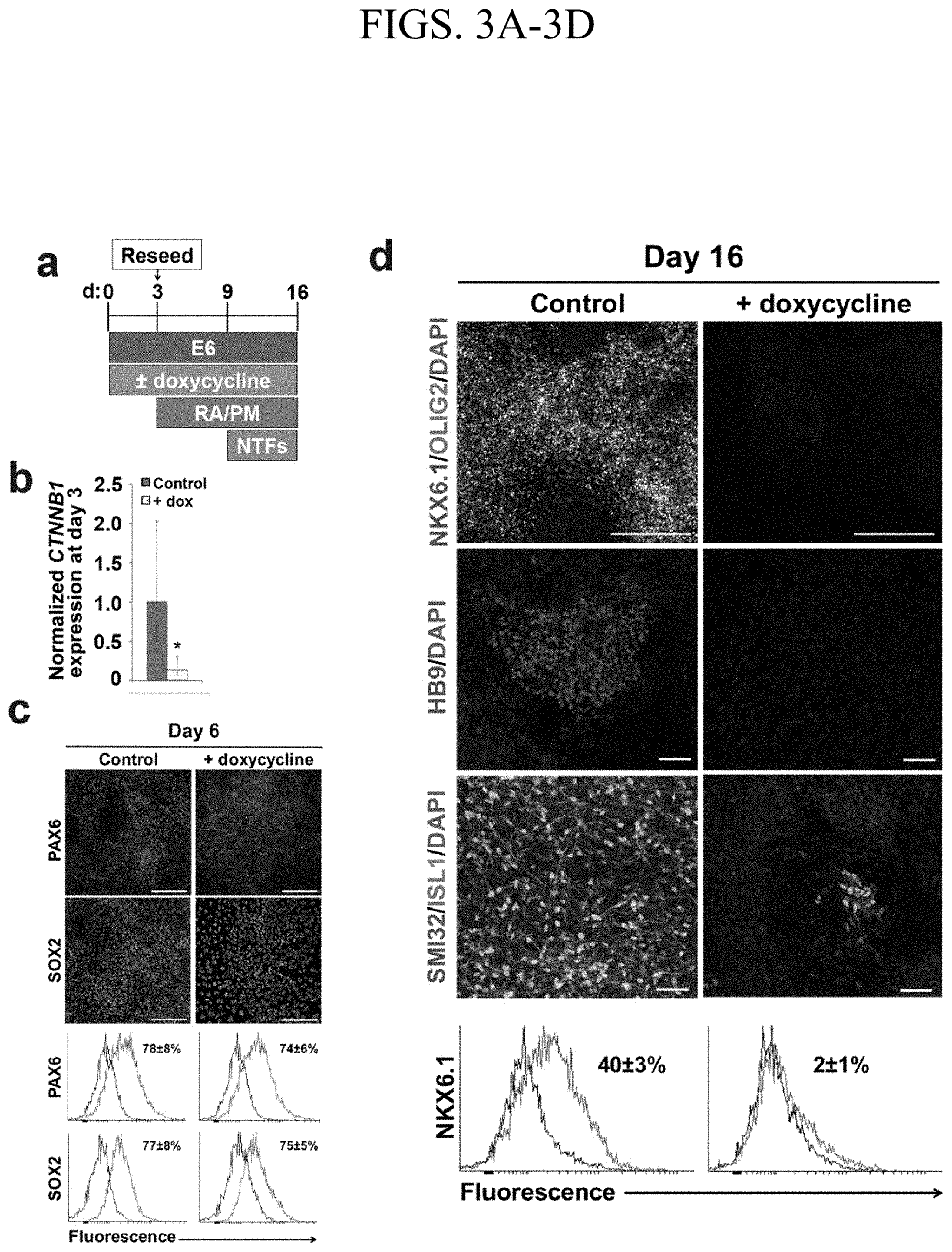 Methods for efficient derivation of human motor neurons from diverse spinal regions