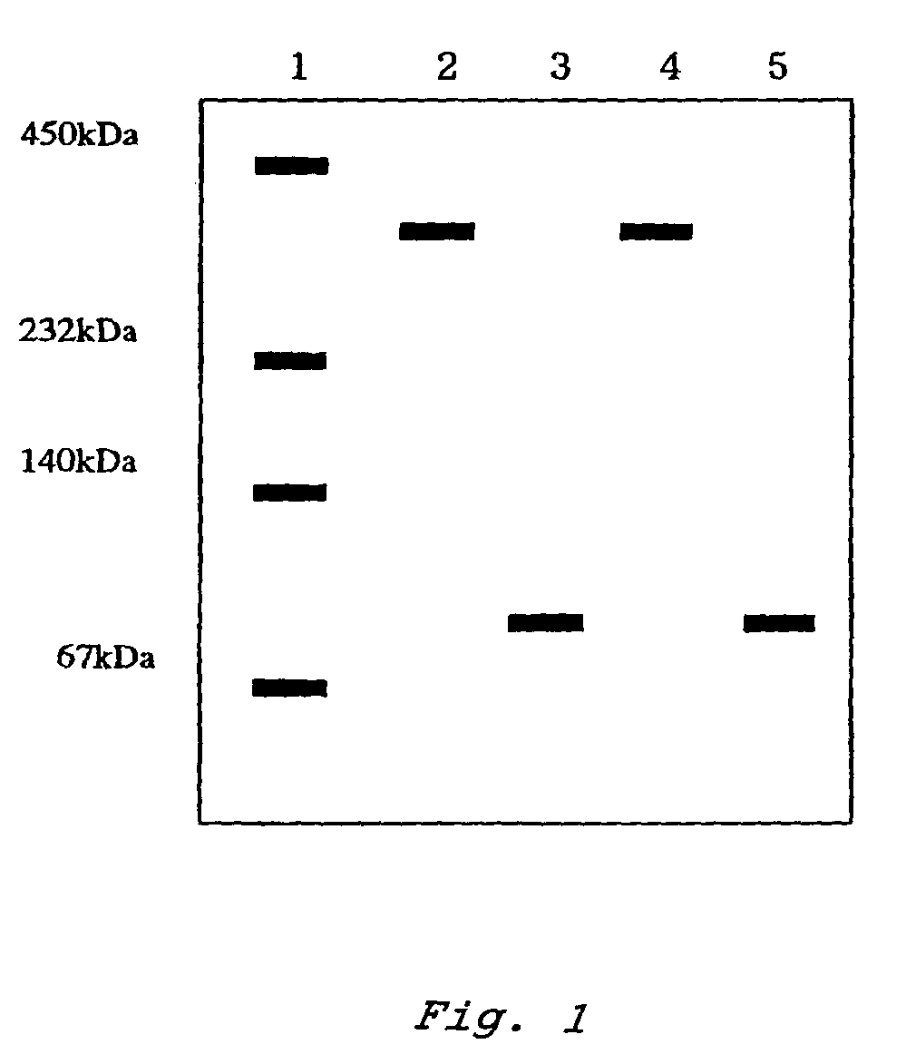 Glucose dehydrogenase and process for producing the dehydrogenase