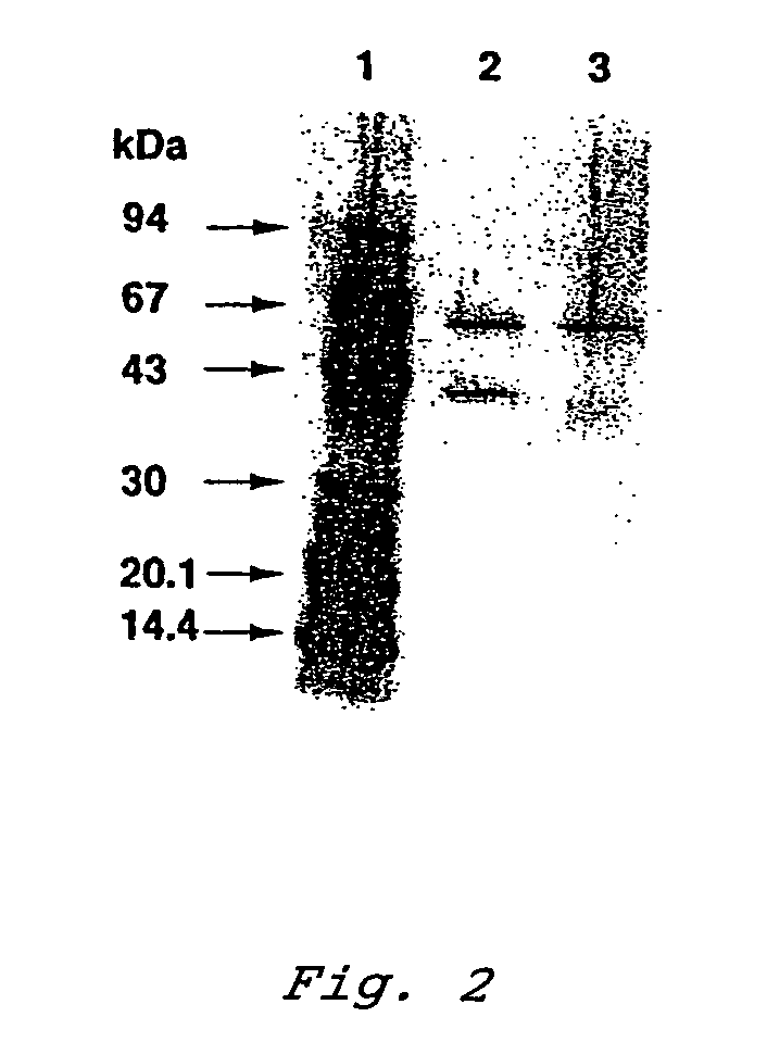 Glucose dehydrogenase and process for producing the dehydrogenase