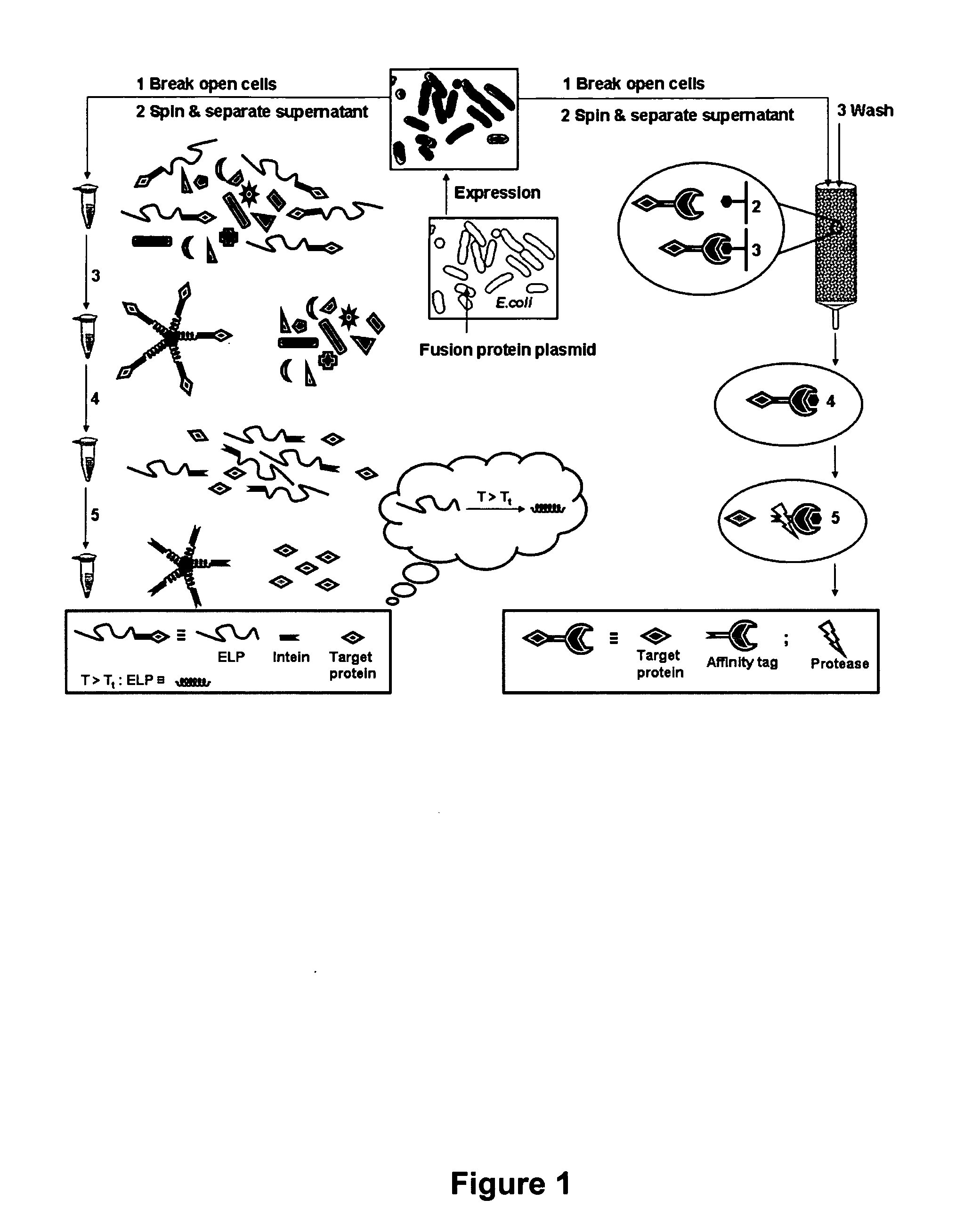 Intein-mediated protein purification using in vivo expression of an elastin-like protein