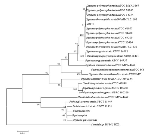 High-temperature resistant yeast and application thereof