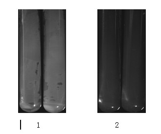 High-temperature resistant yeast and application thereof