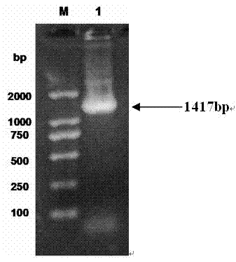 Soybean chalcone reductase gene CHR2 and applications thereof