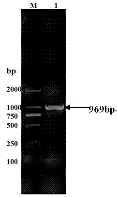 Soybean chalcone reductase gene CHR2 and applications thereof