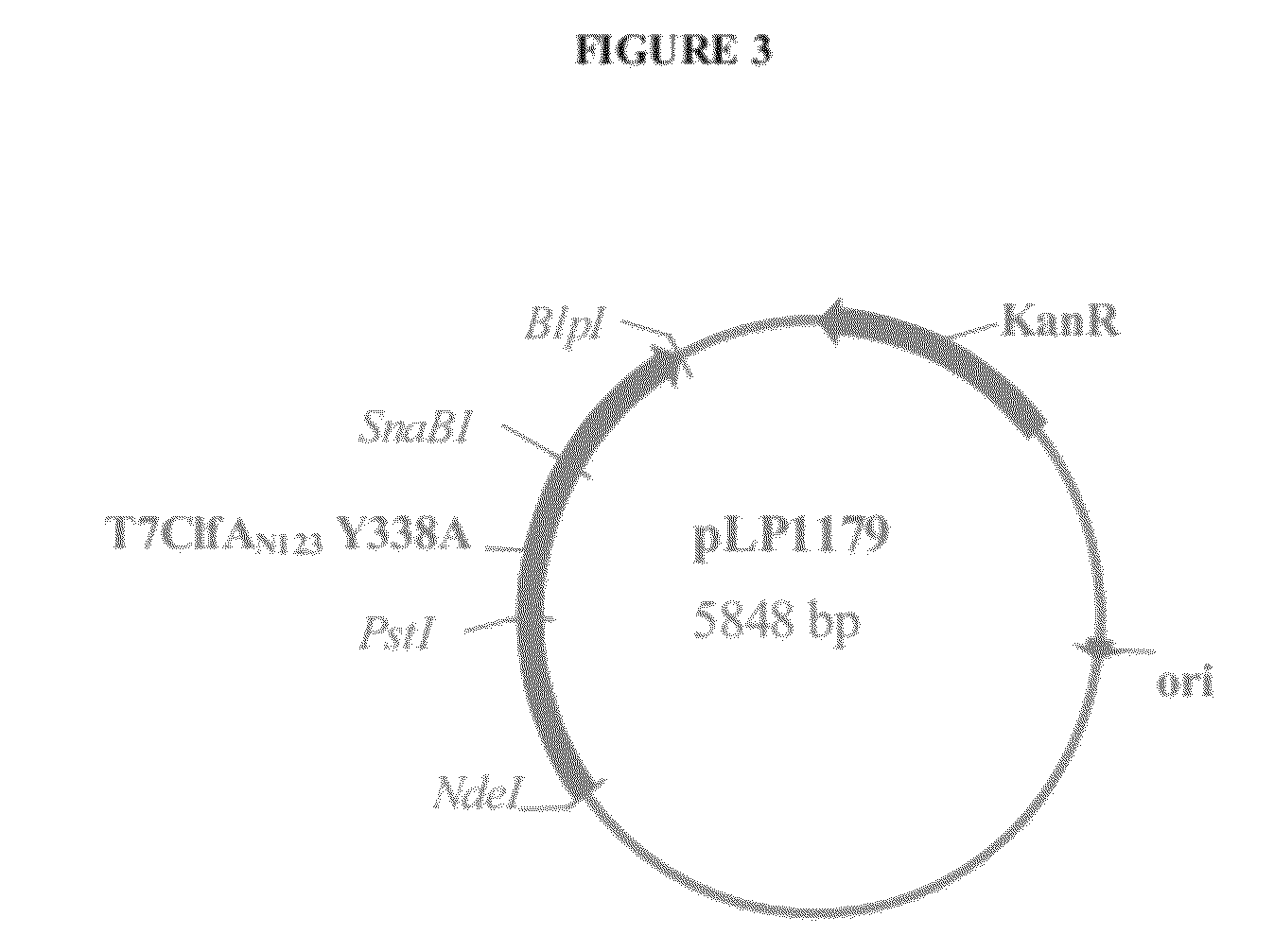 Immunogenic compositions of staphylococcus aureus antigens