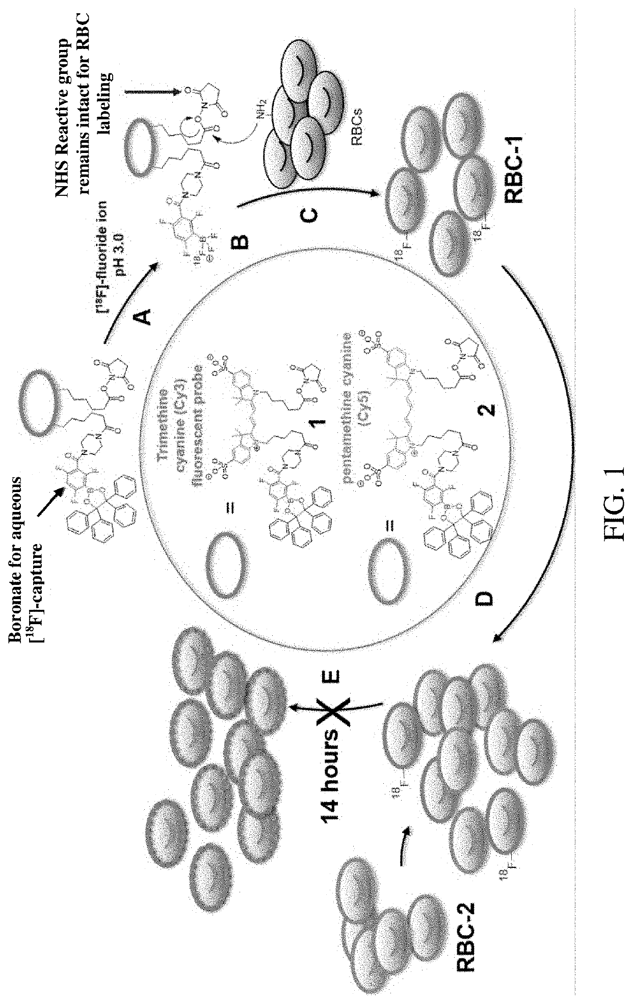 Fluorine-18 labeled compositions and their use in imaging of biological tissue