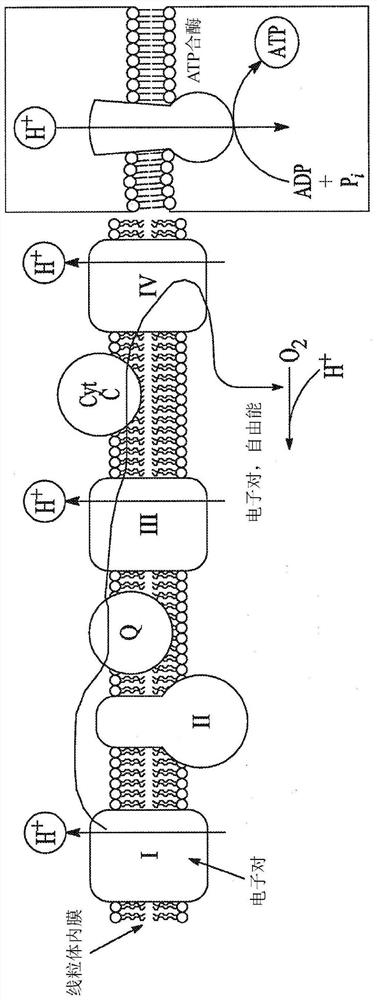 Preventive treatment of posttraumatic osteoarthritis