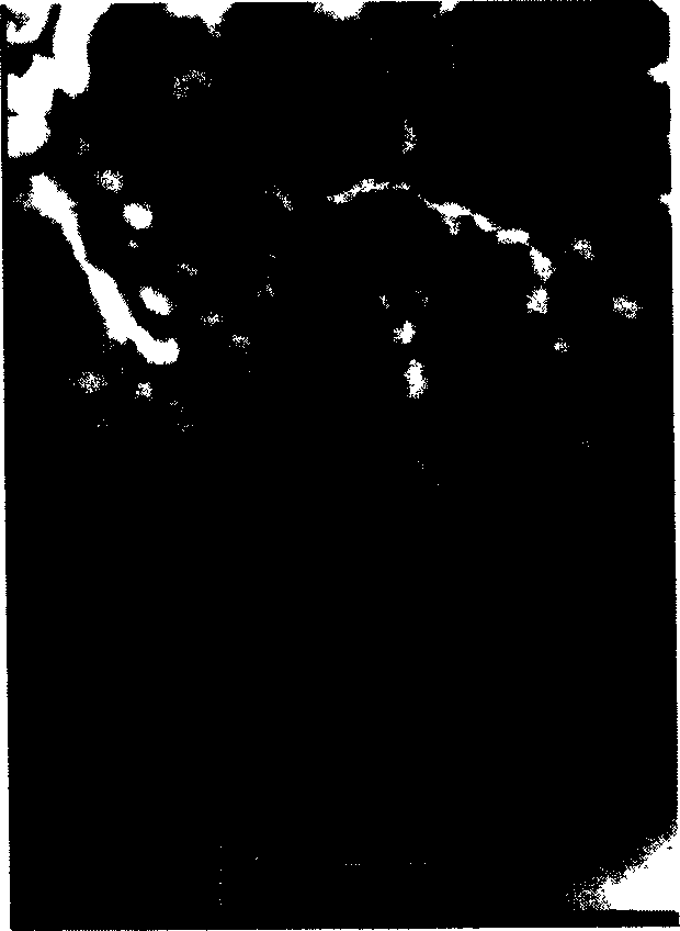 Cholestrin derivative as nucleoside analog