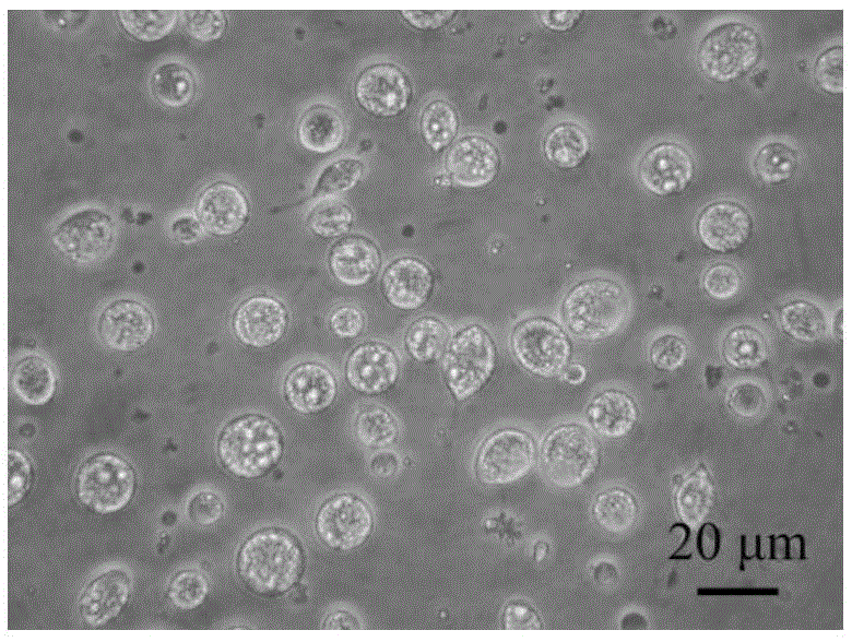 Culture medium and method for culturing chlamys farreri trochophore cell lines