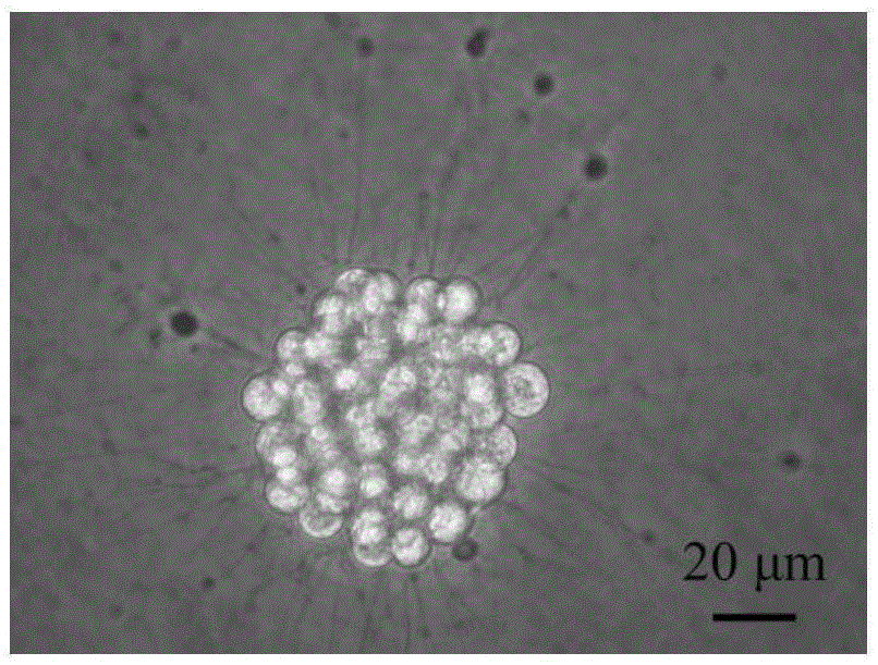 Culture medium and method for culturing chlamys farreri trochophore cell lines